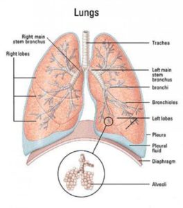 "lung anatomy"